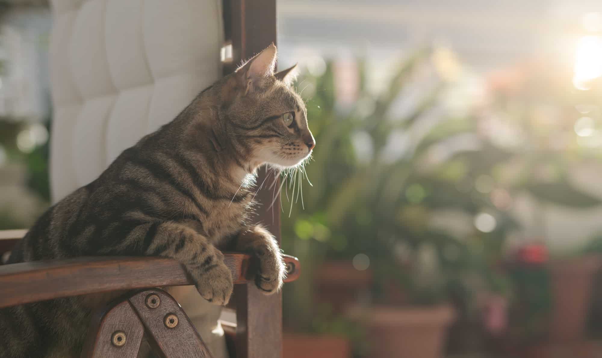 keep cats off outdoor furniture