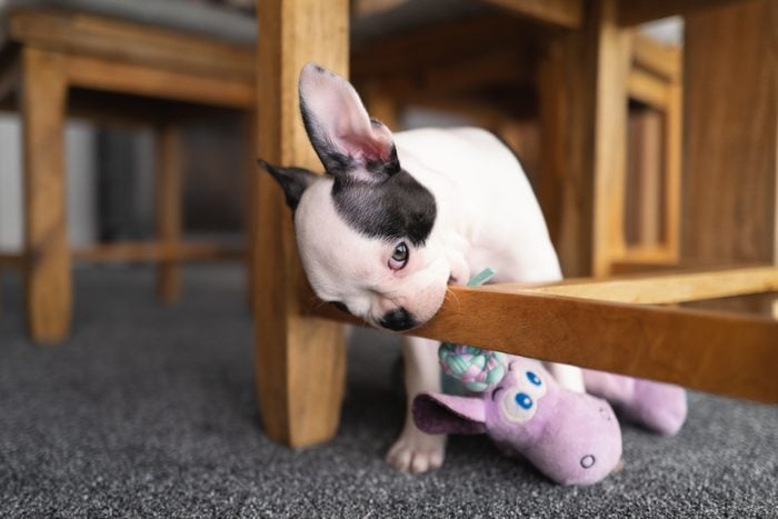 Dog chewing on furniture can be a frustrating