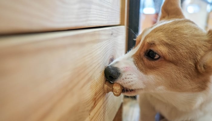 Dog chewing on furniture can be a frustrating