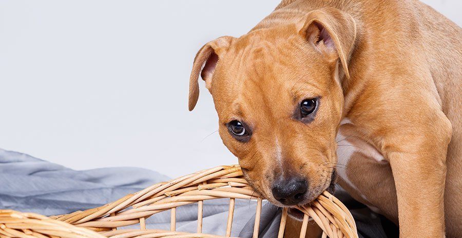 Dog chewing on furniture can be a frustrating