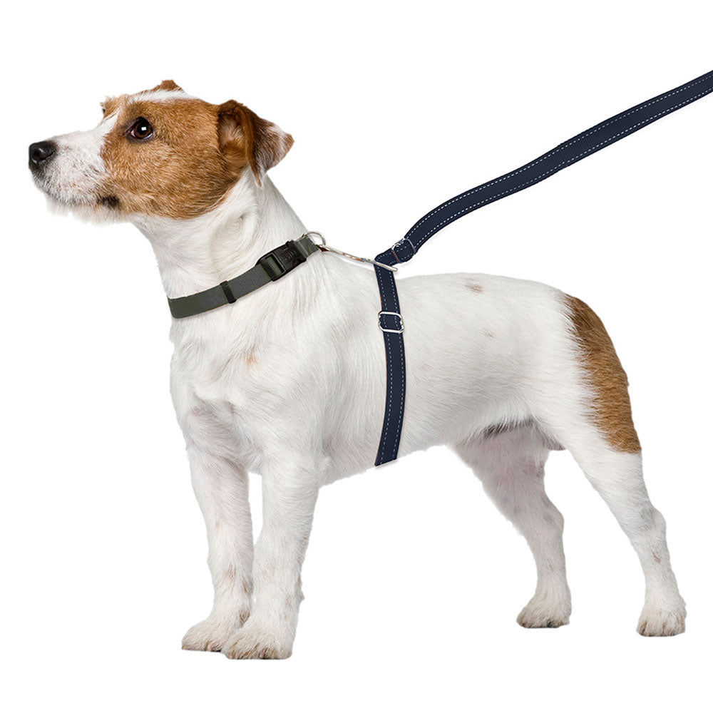 how to train your dog to walk on a leash without tugging