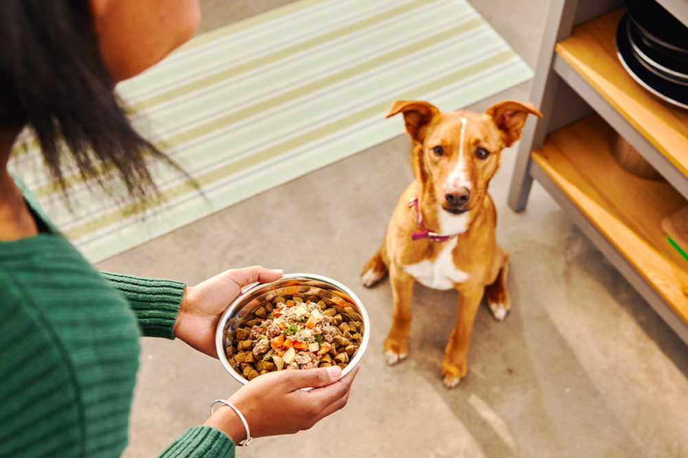 pet food careers