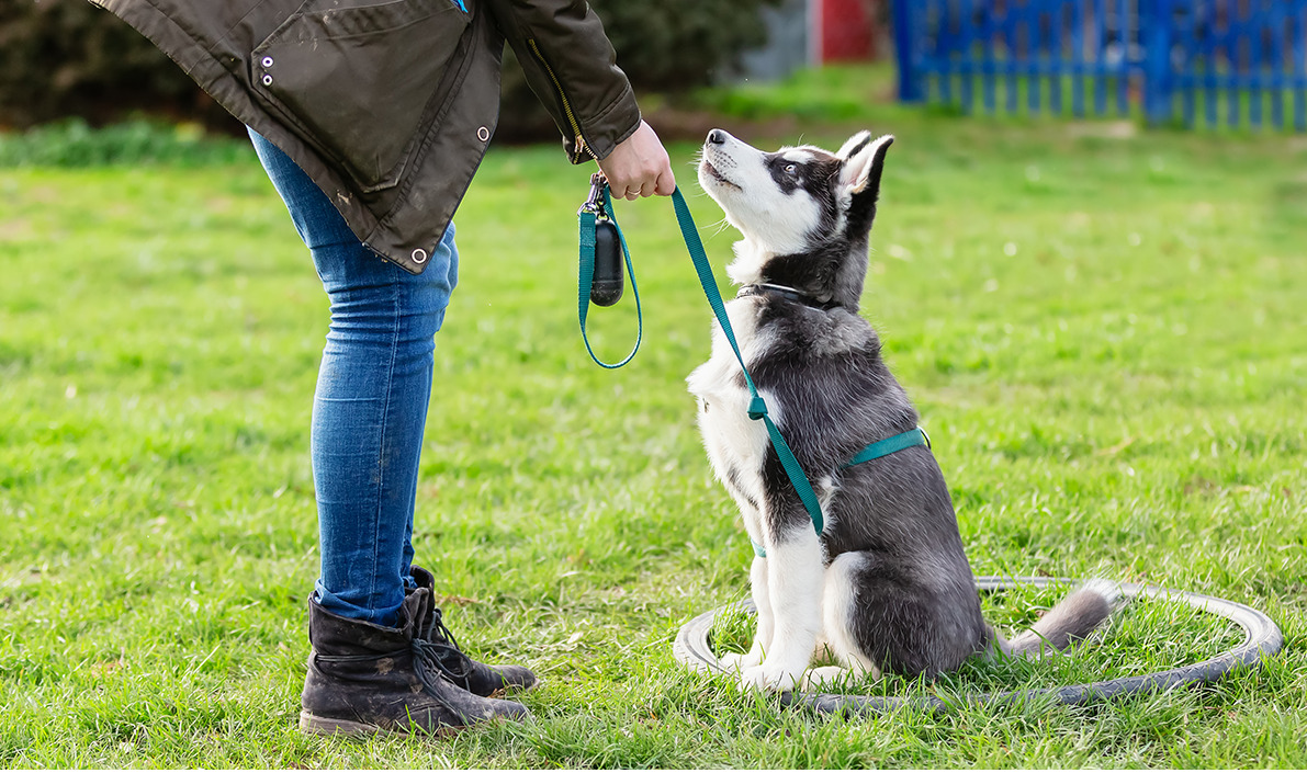 dog leash training