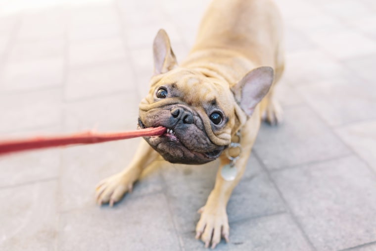 how to stop dog pulling on leash