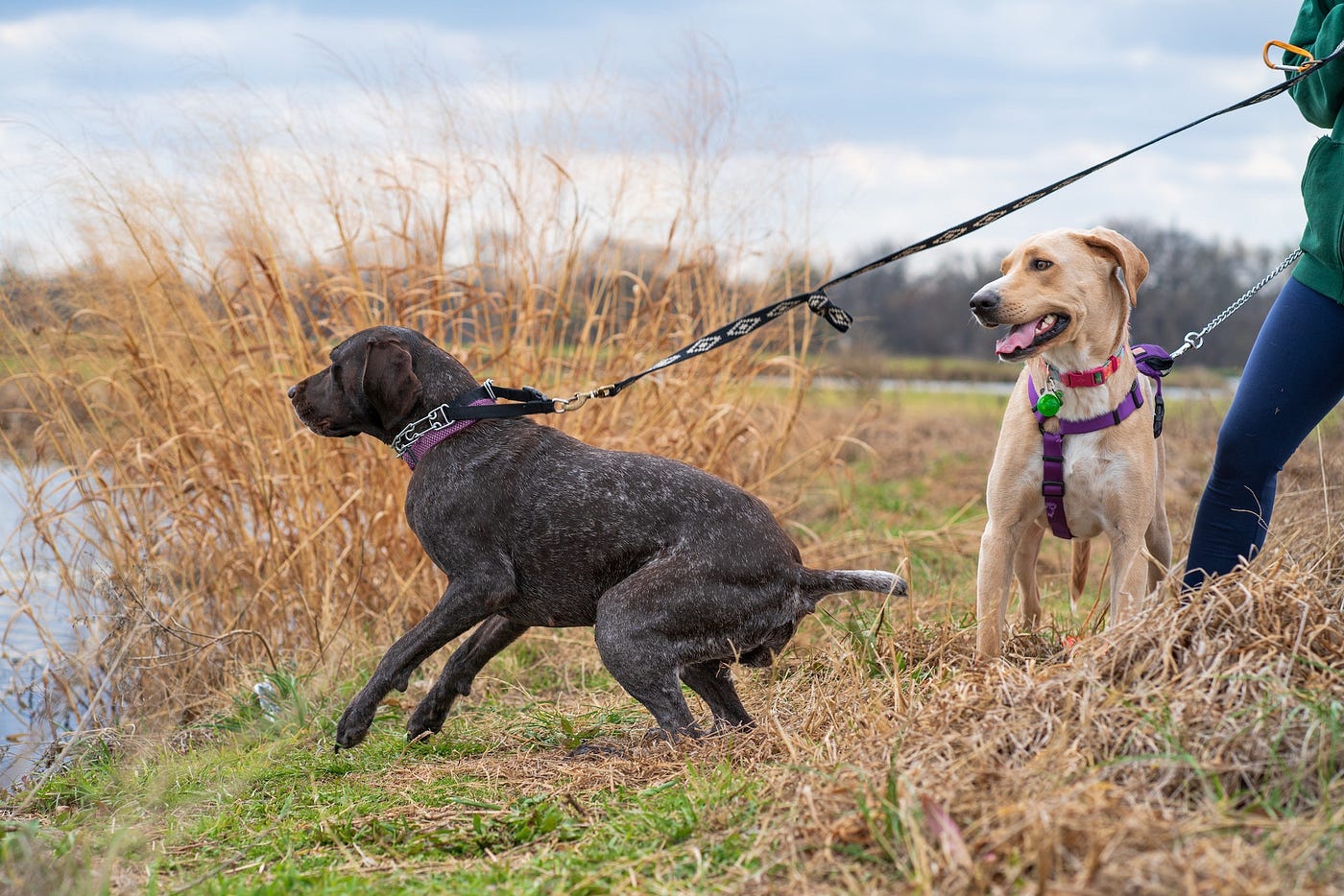 how to train your dog to walk on a leash without tugging