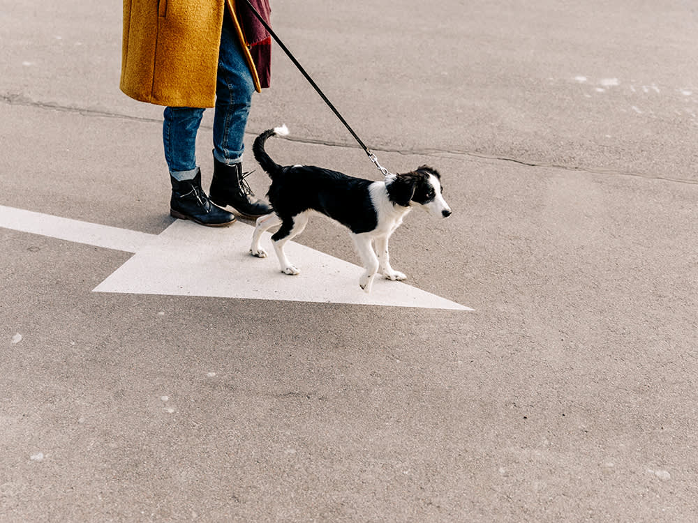 how to train puppy to walk on leash