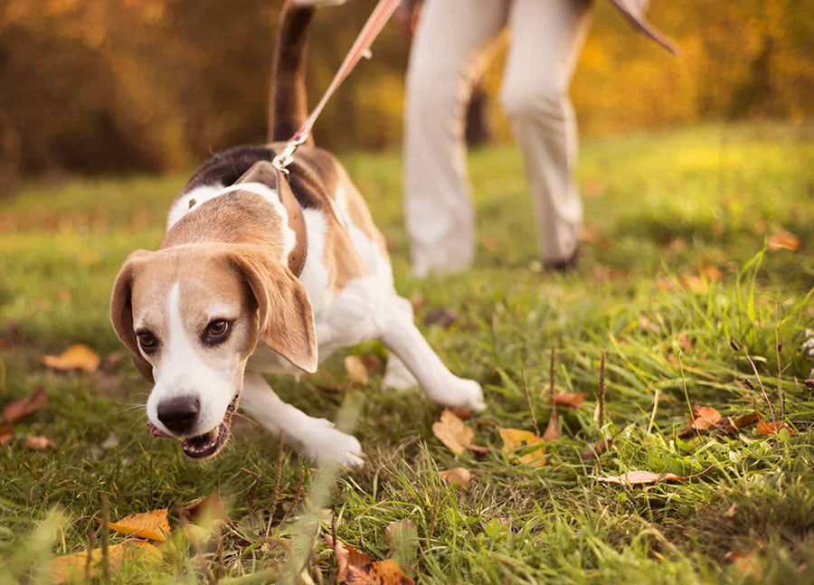 stop dog from pulling on leash