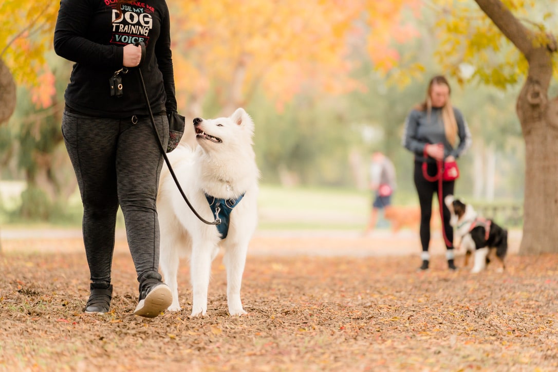 training dog to walk on leash