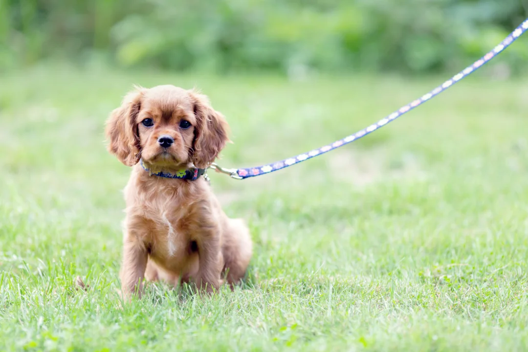 leash training puppy