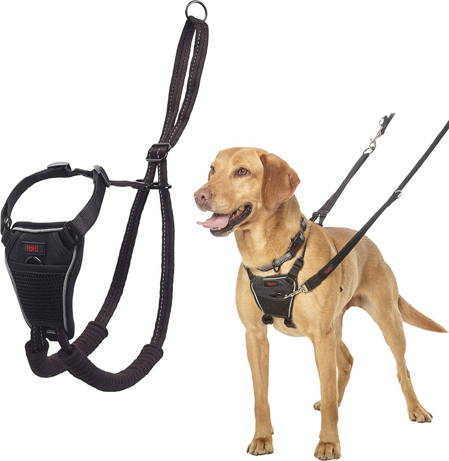 how to train your dog to walk on a leash without tugging