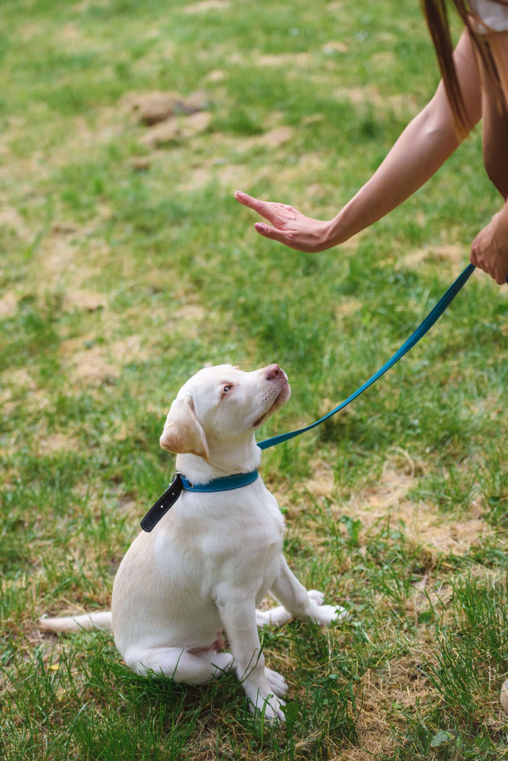 leash training puppy