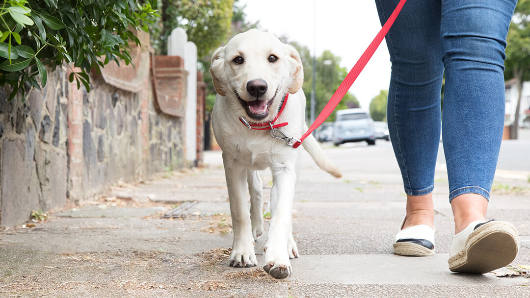 how to train puppy to walk on leash