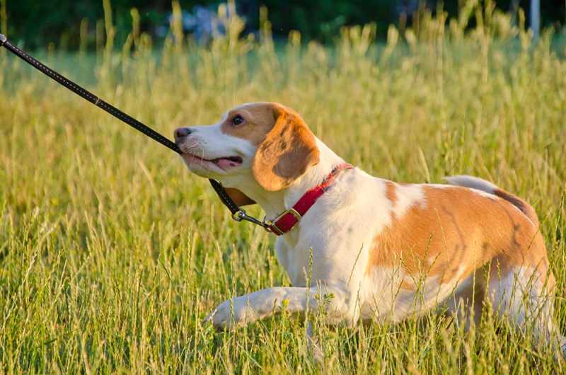 how to stop your dog from pulling on the leash