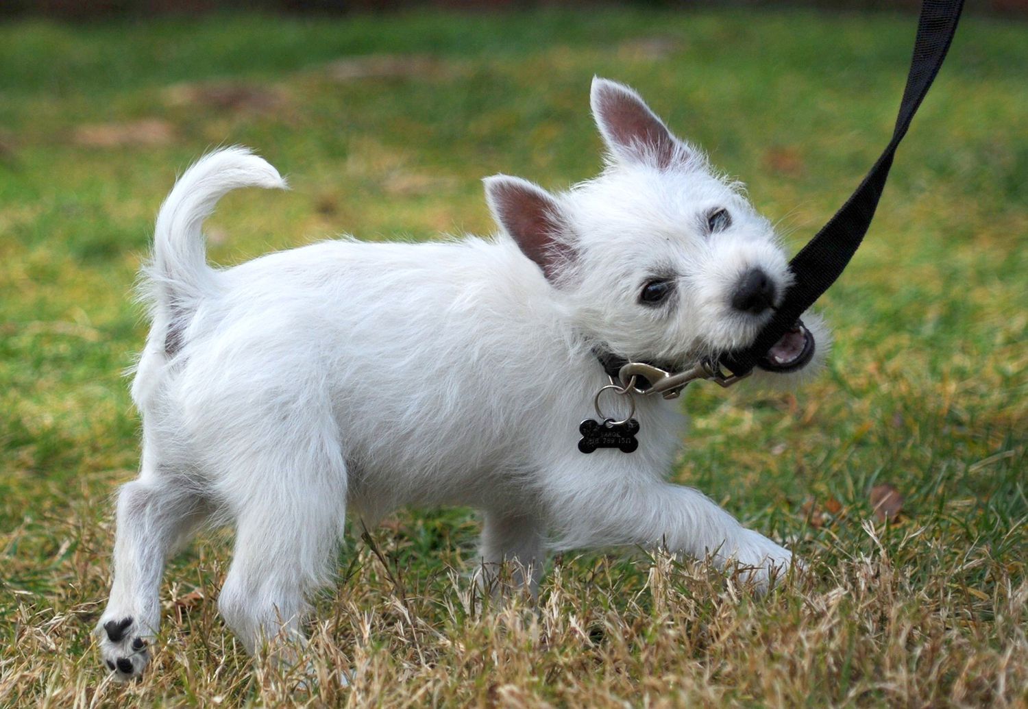 leash training puppy