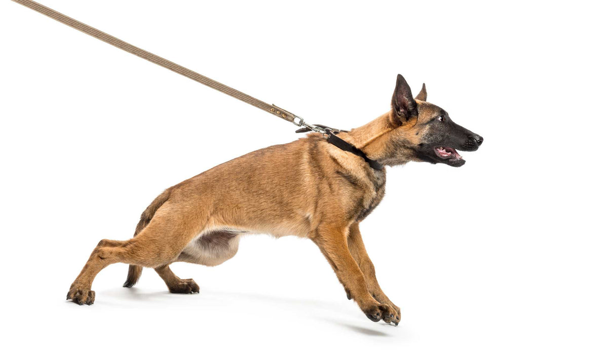 dog pulls on leash