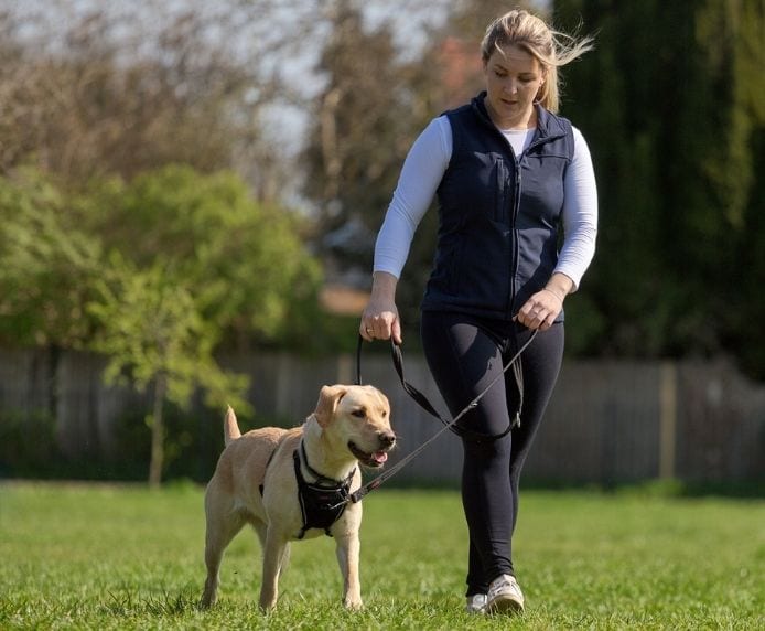 dog leash training