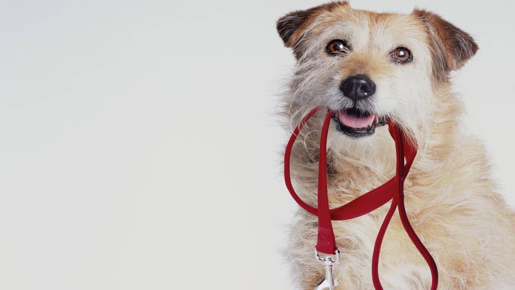 training dog to walk on leash