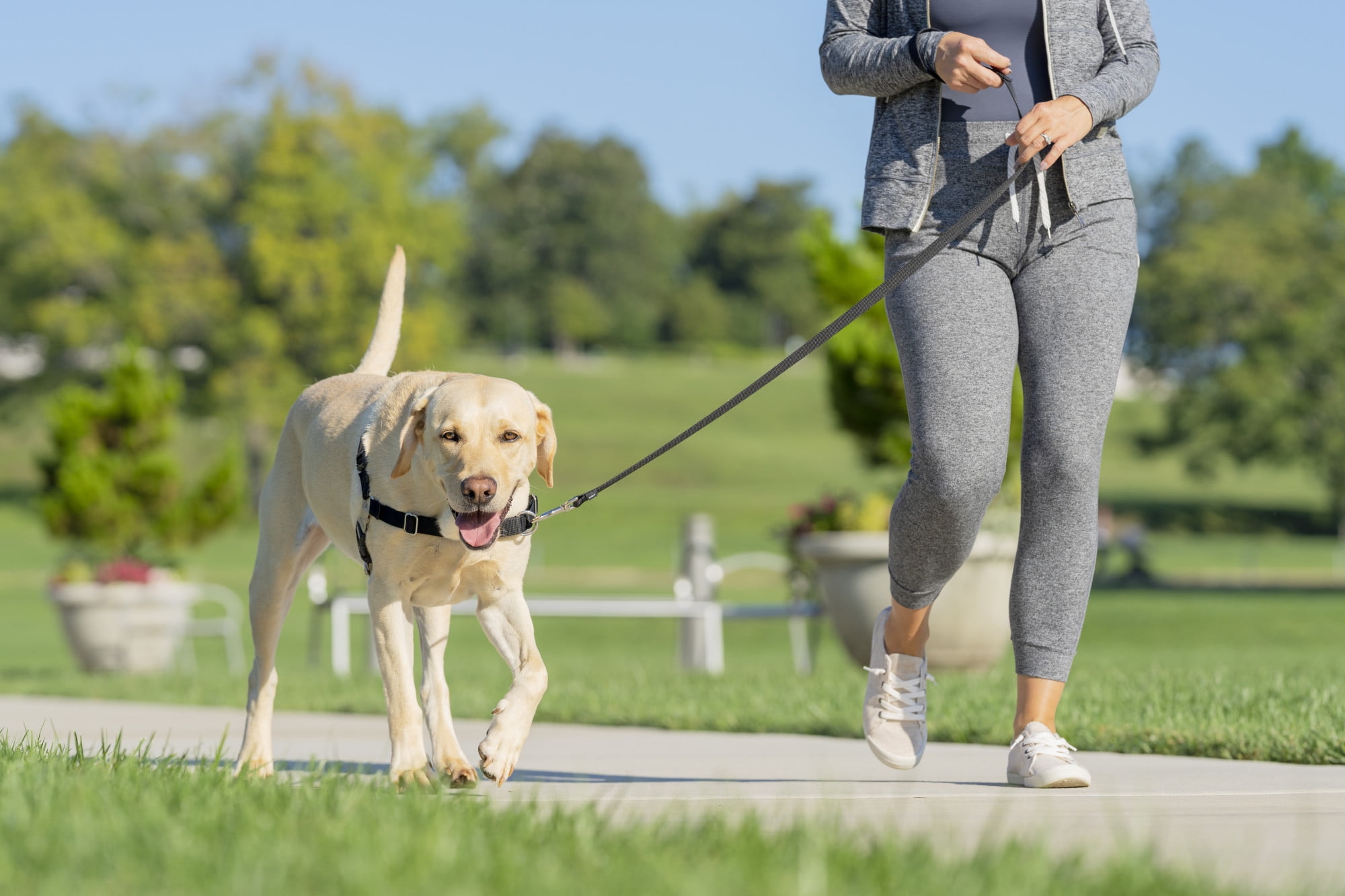 training dog to walk on leash