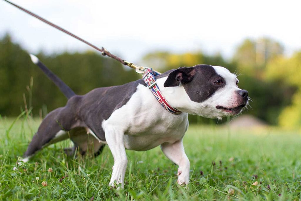 stop dog from pulling on leash