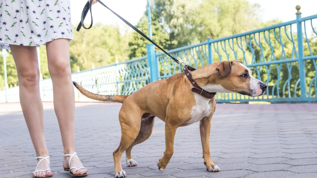 how to train dog not to pull on leash