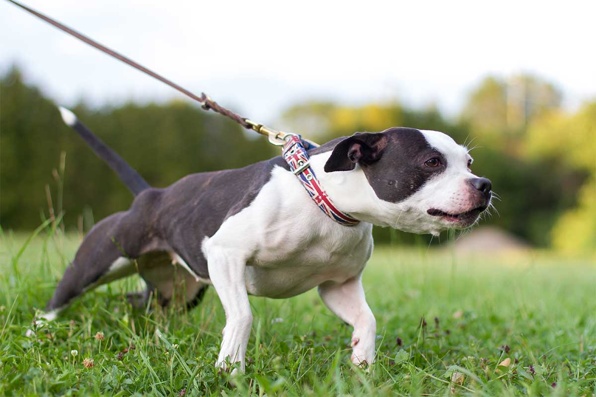 dog pulls on leash