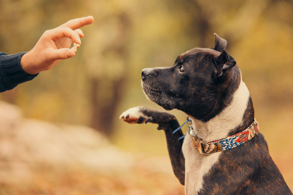 how to leash train an older dog