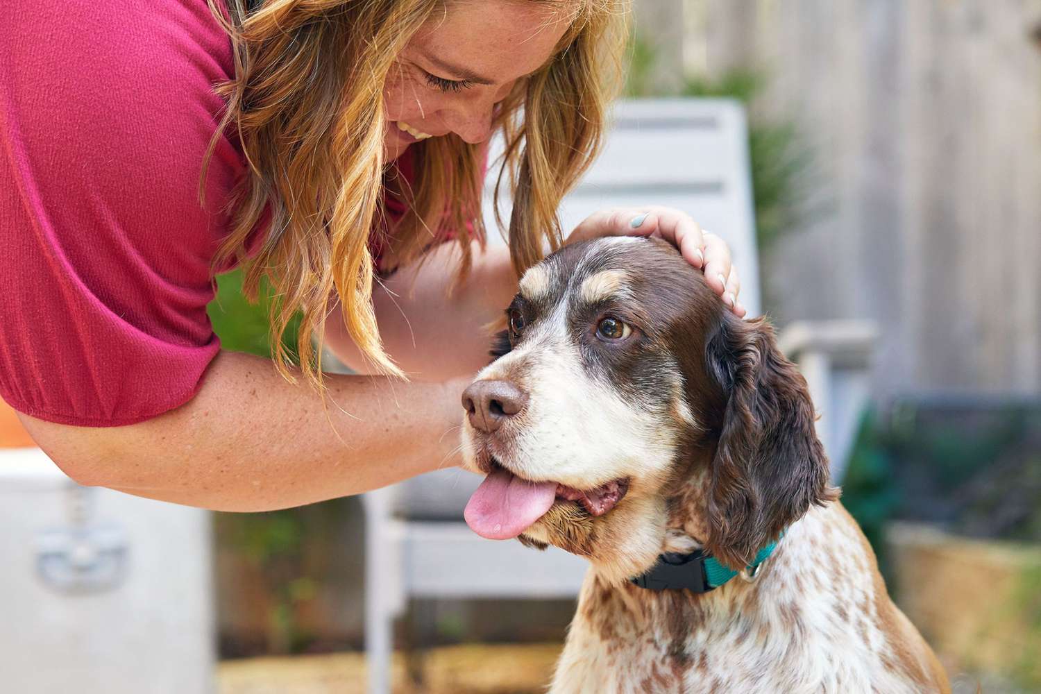 how to leash train an older dog