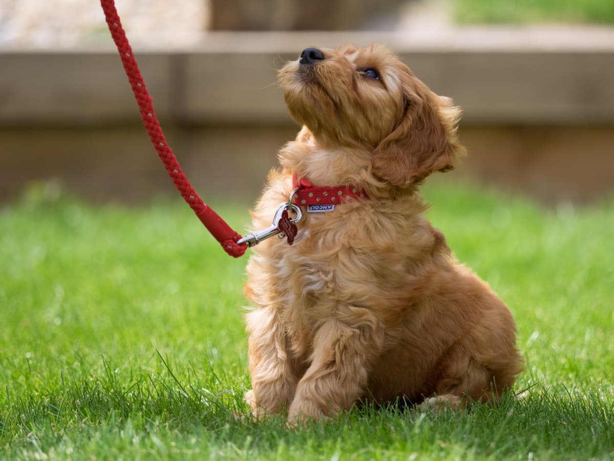 how to train puppy to walk on leash