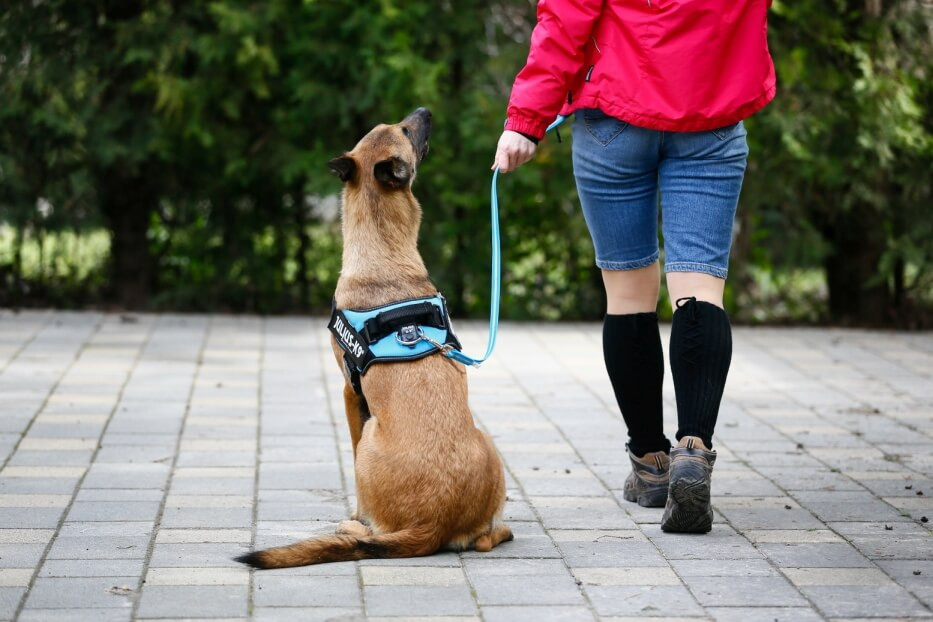 how to stop your dog from pulling on the leash