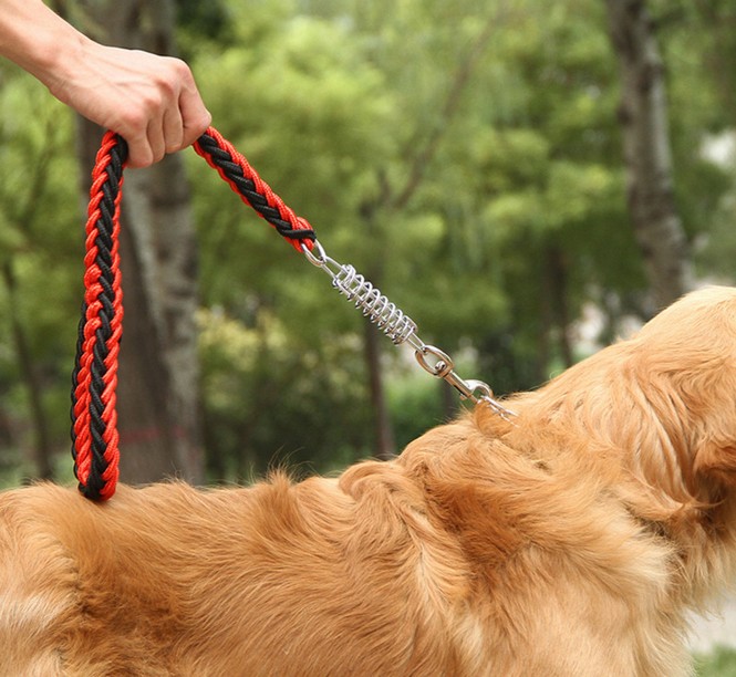 do service dogs have to be on a leash