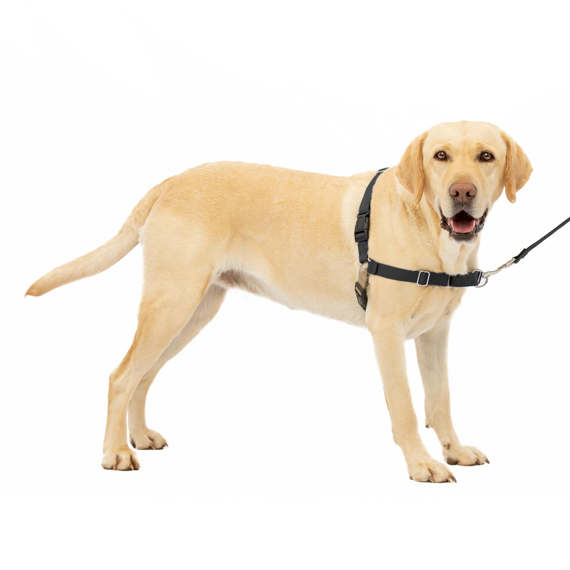 why do dogs pull on leash