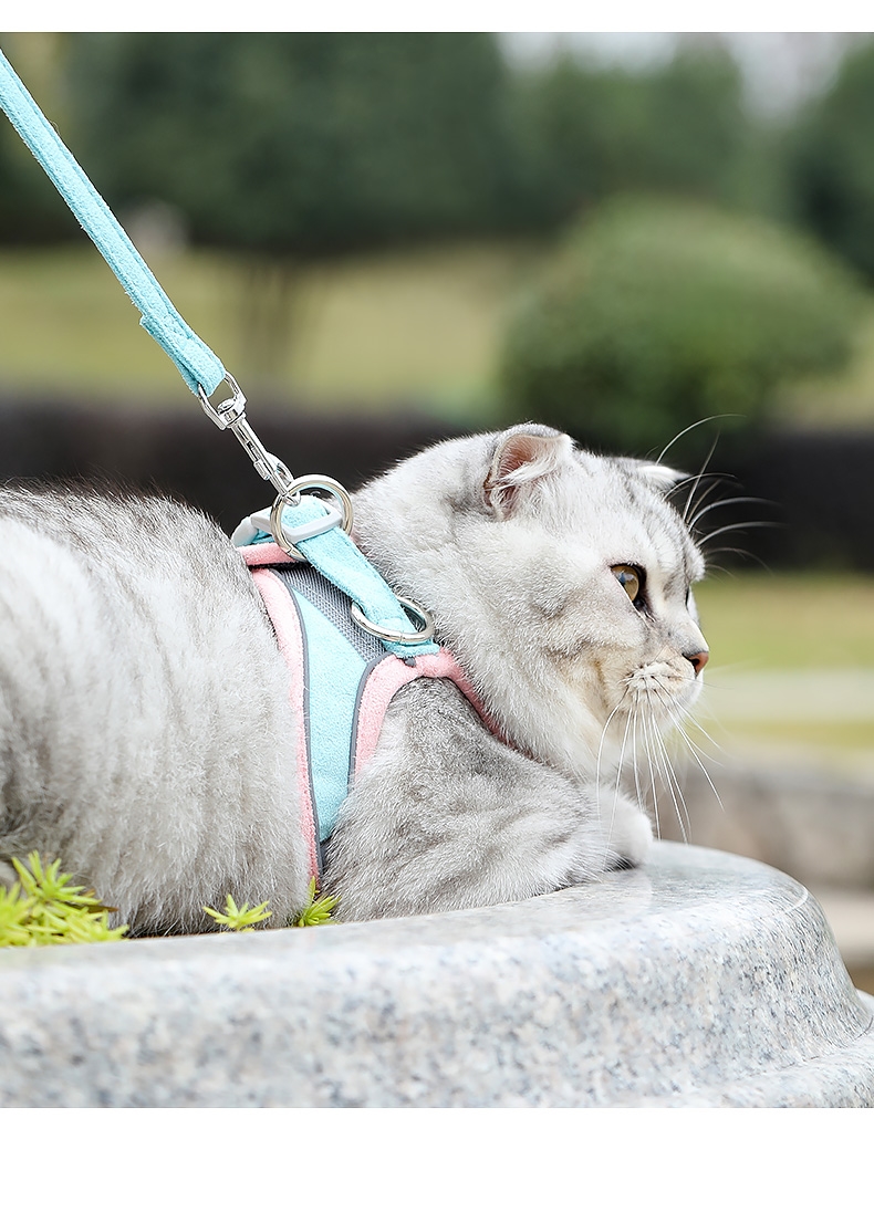 can you walk a cat on a leash