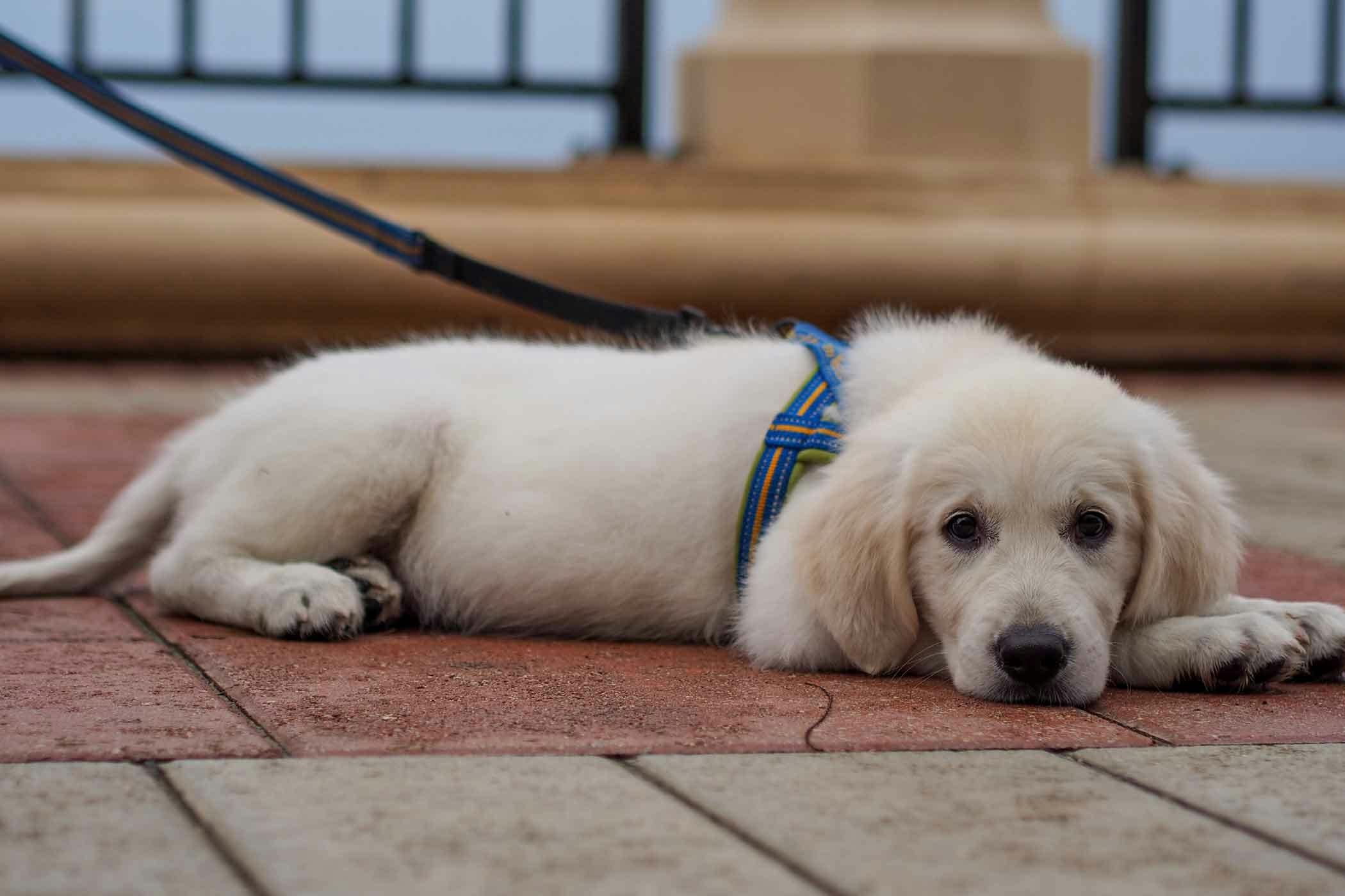 what age to start leash training a puppy