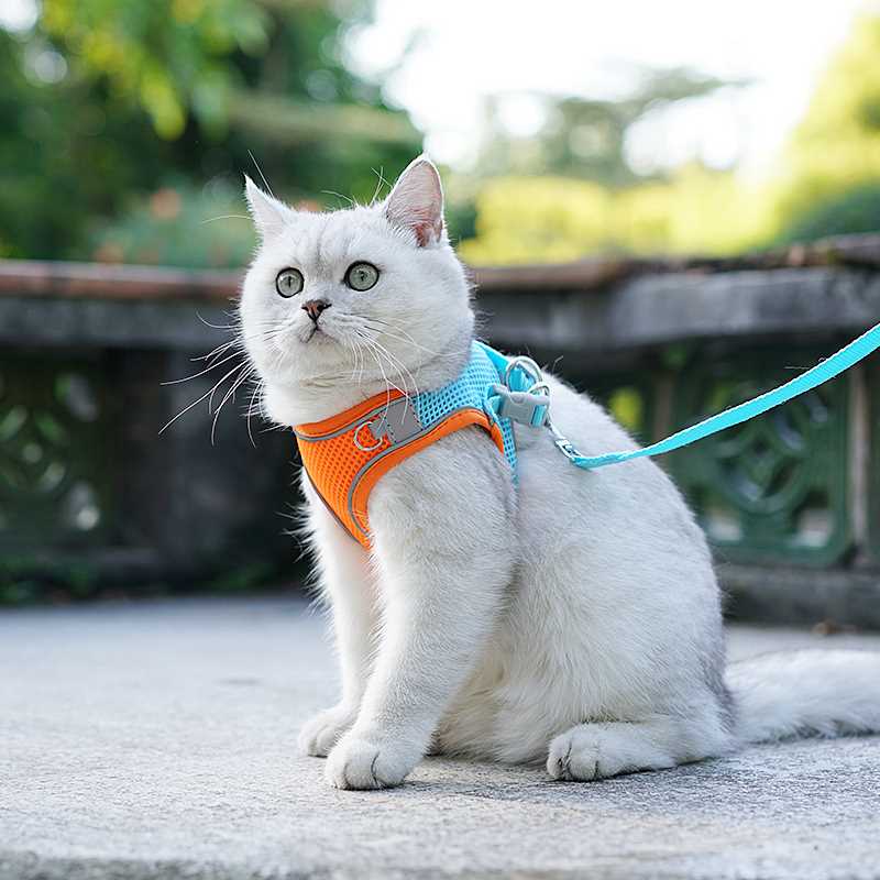 can you walk a cat on a leash