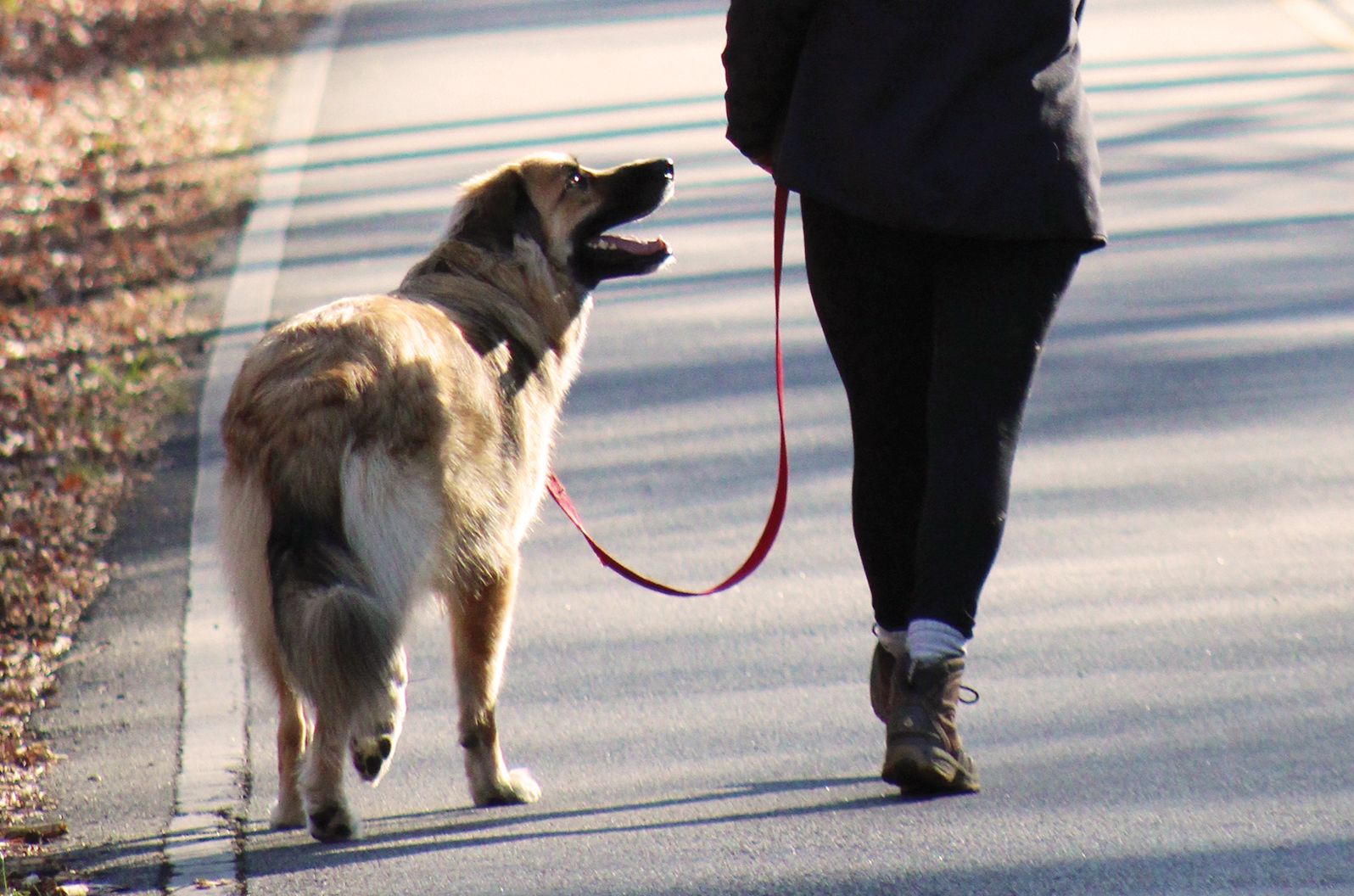 what age to start walking puppy on leash