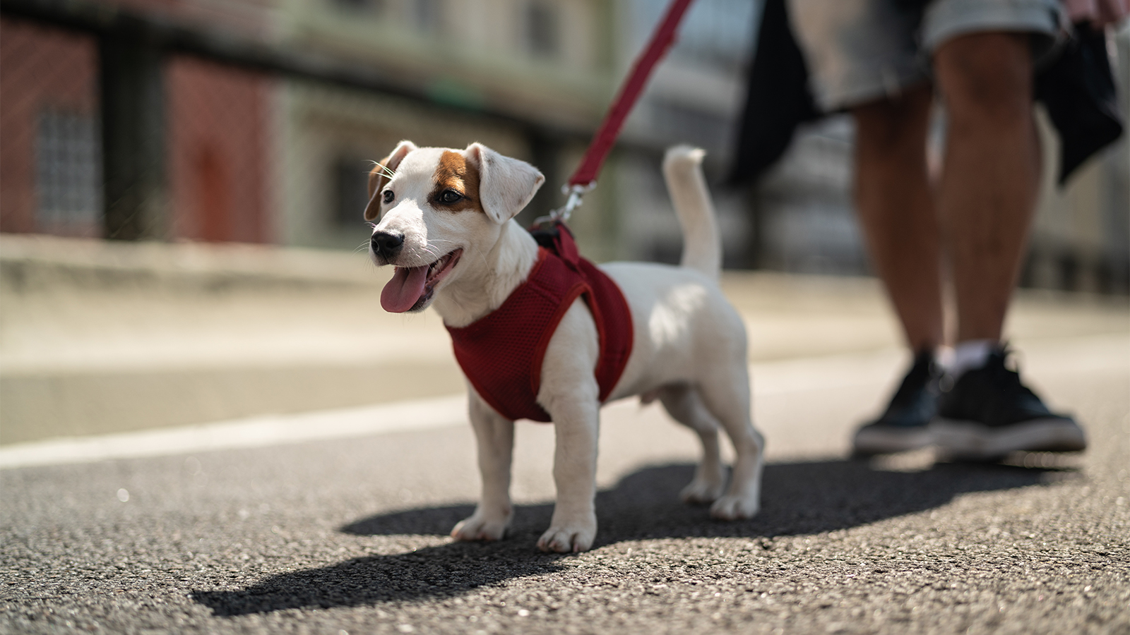 what age to start walking puppy on leash