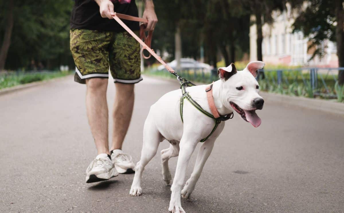 how to stop dogs from pulling on leash