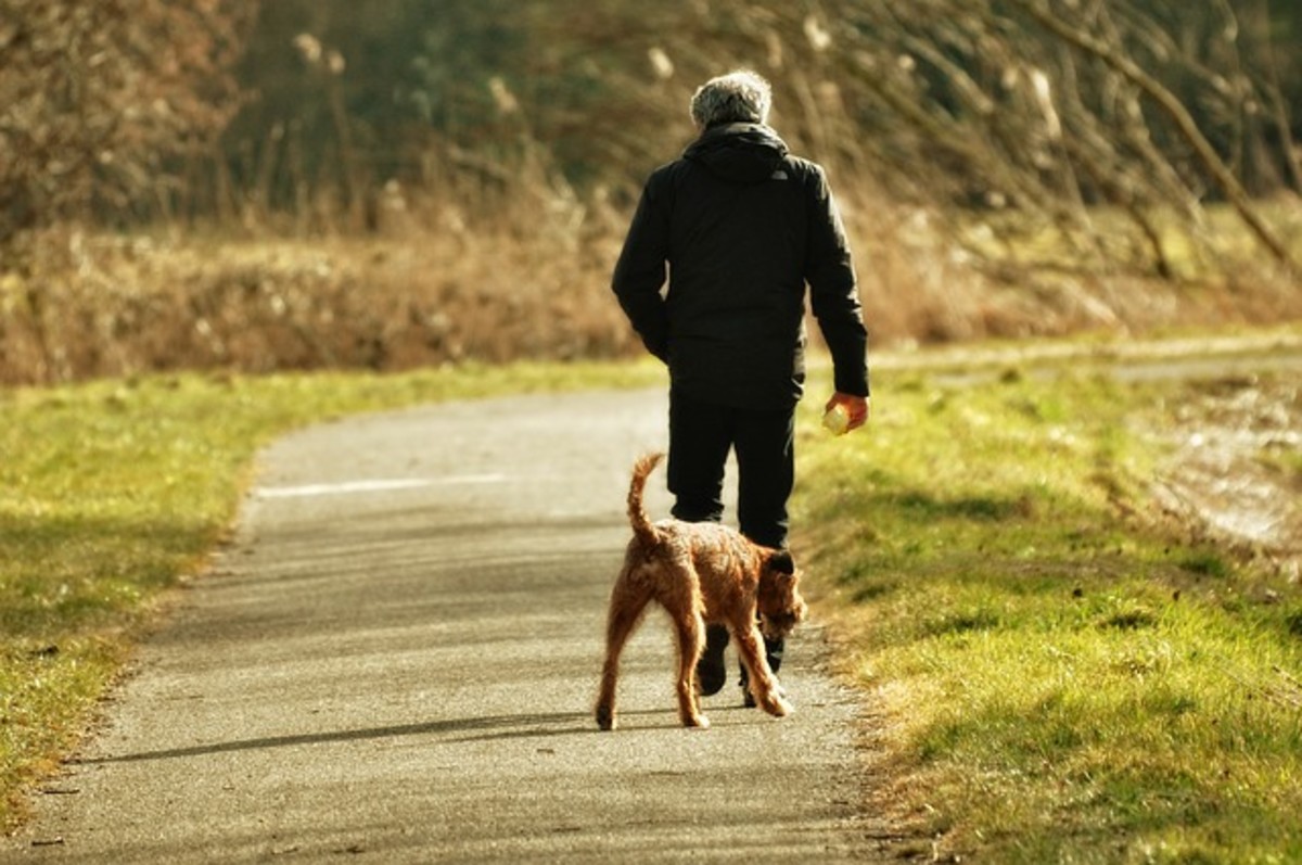 dog off leash