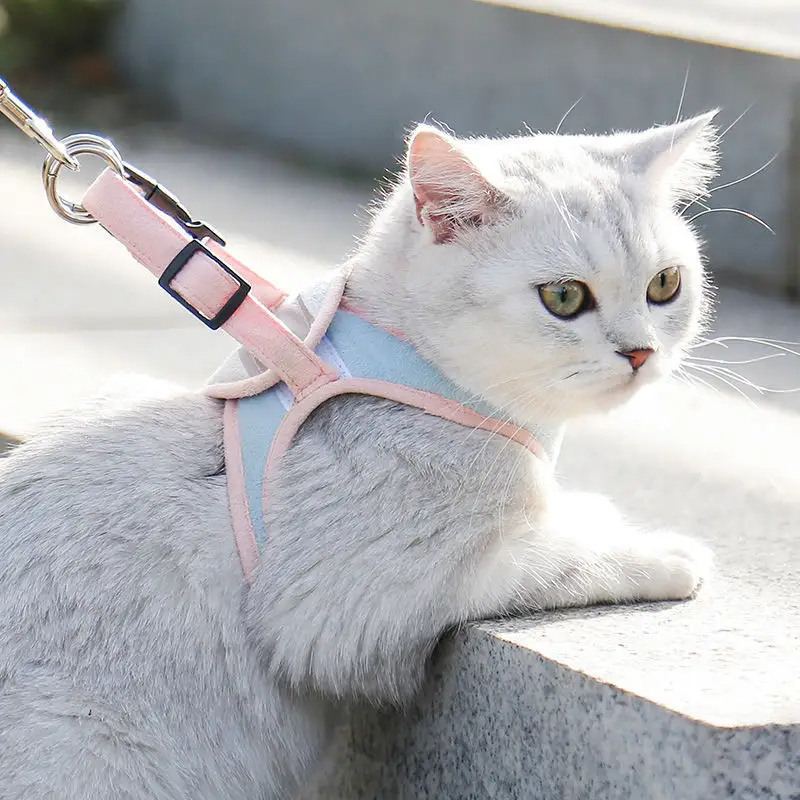can you walk a cat on a leash