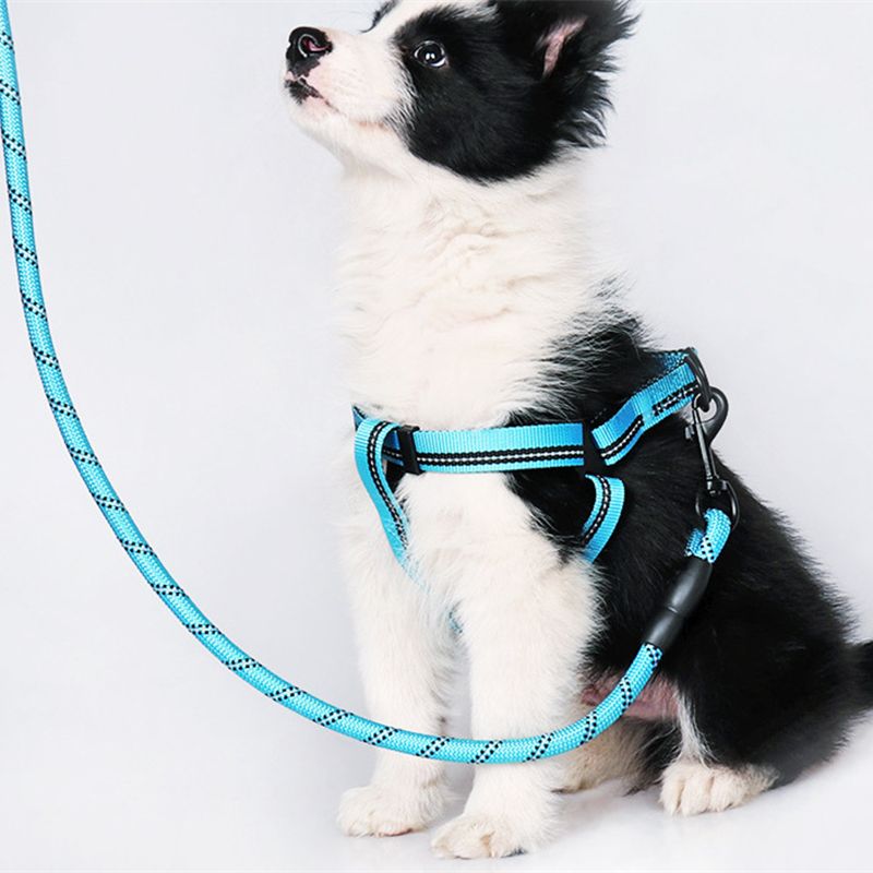 how to walk a dog on a leash