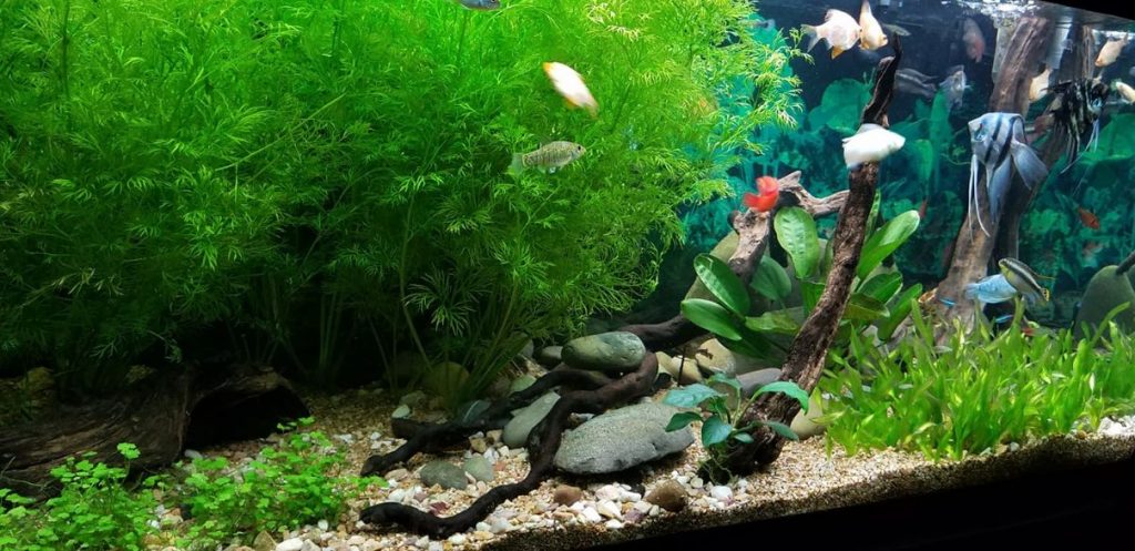 how to lower nitrites in fish tank
