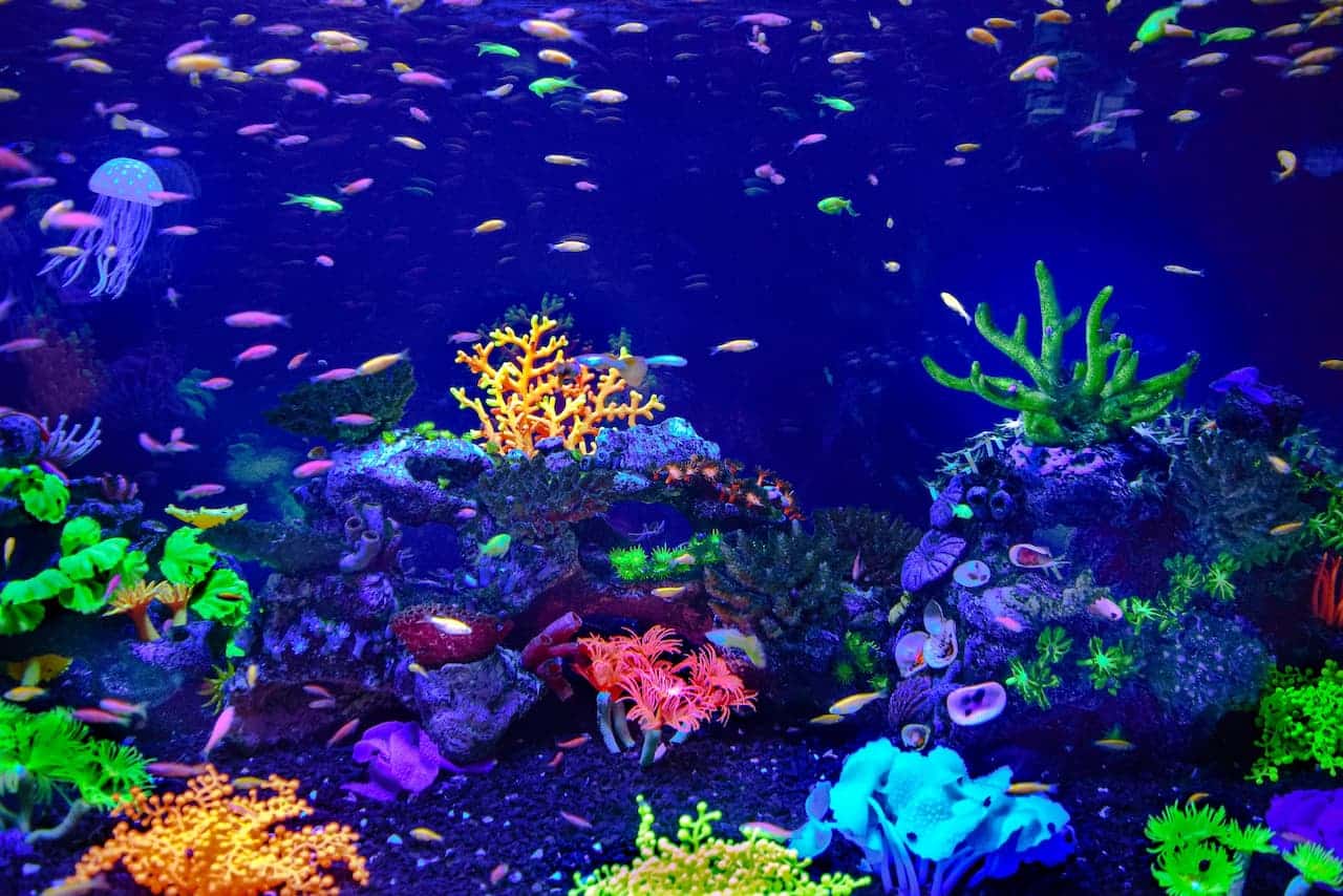 saltwater fish tank setup