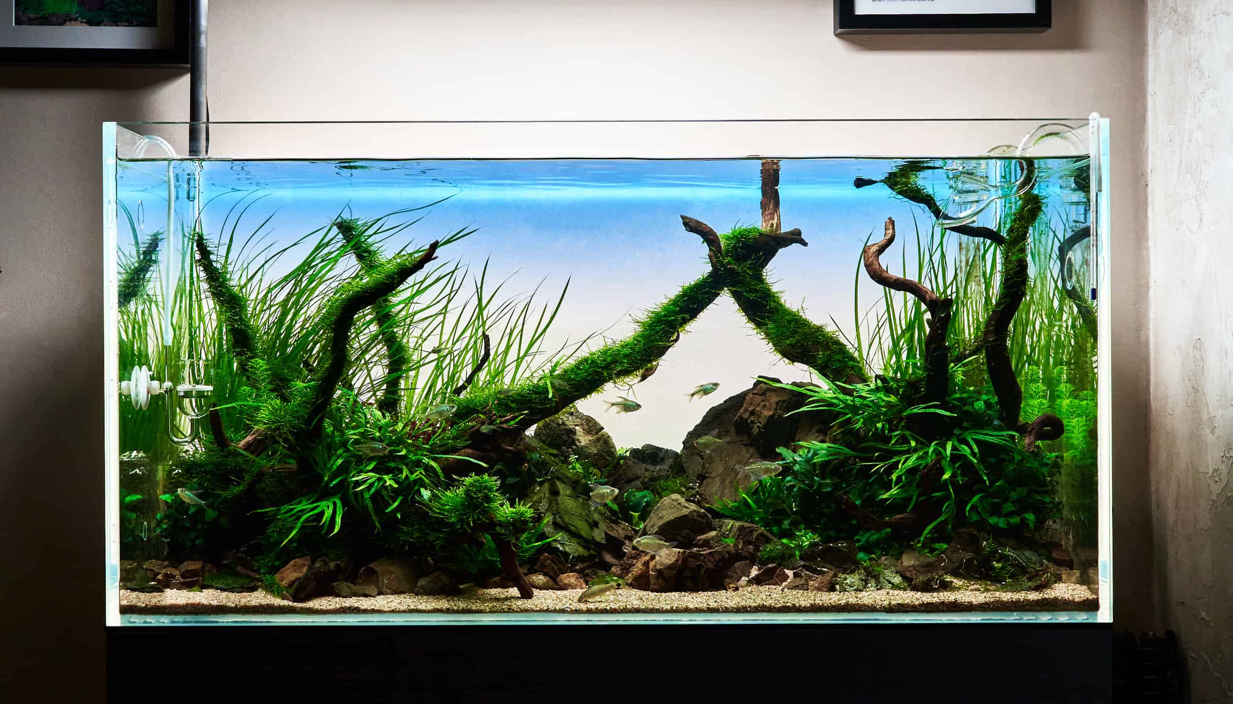 how to set up a fish tank