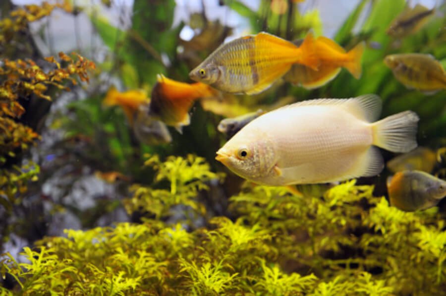 how to lower nitrites in fish tank