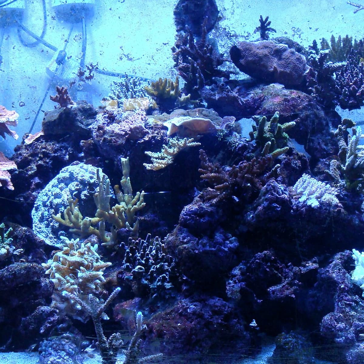 saltwater fish tank setup