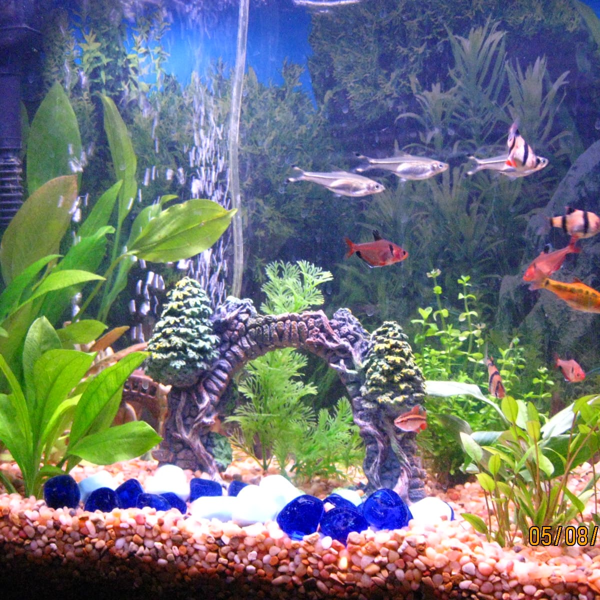 how to set up a fish tank
