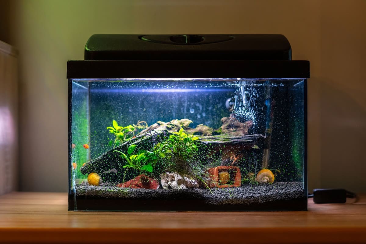 what temperature should a fish tank be