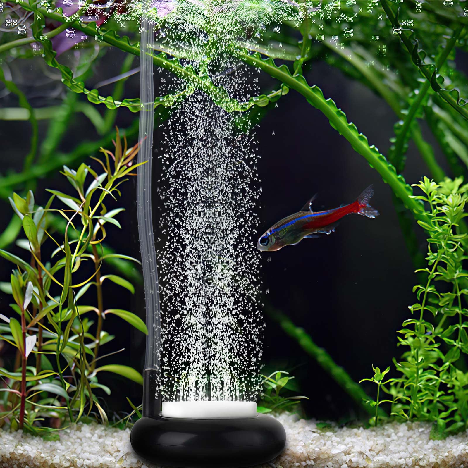 bubbles in fish tank