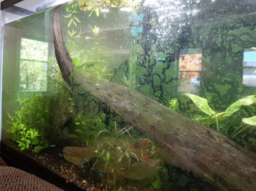 fish tank algae