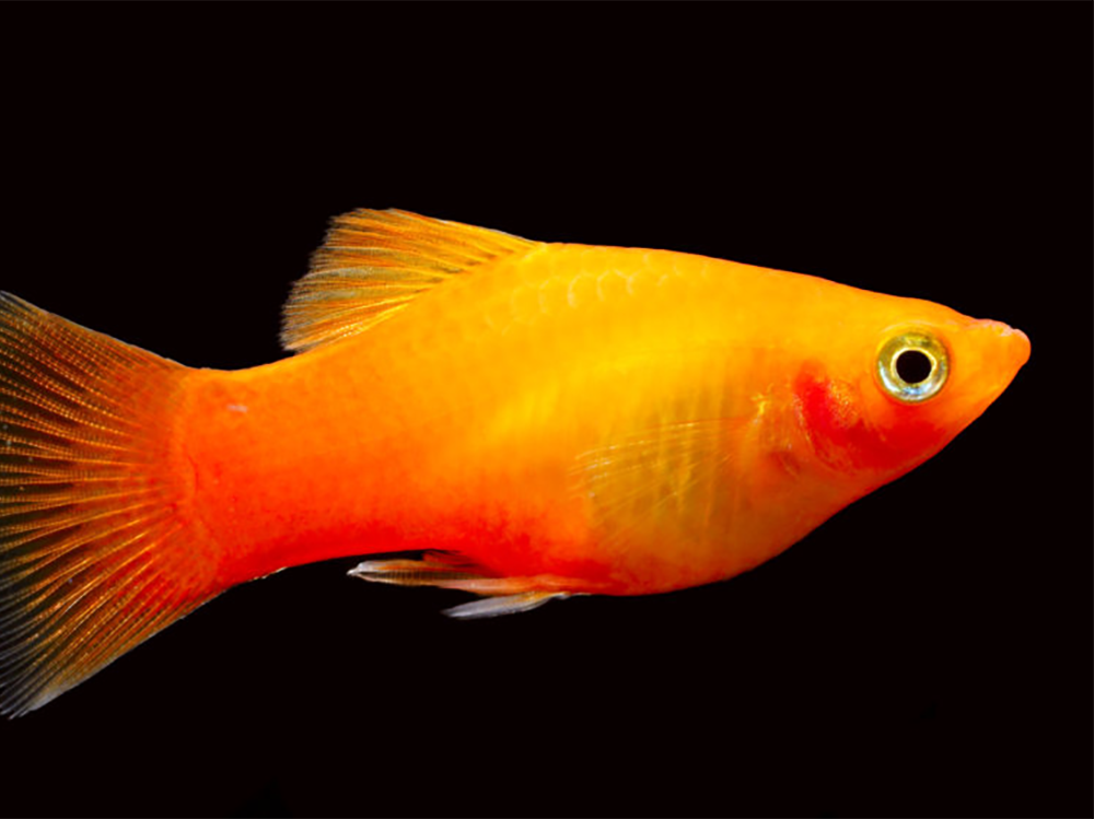 how to get rid of ammonia in fish tank